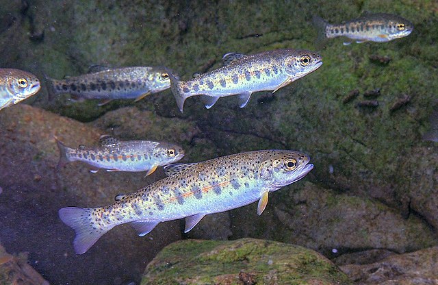 Several juvenile steelhead trout swim in front of some rocks.